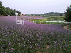 -大塘金香草谷