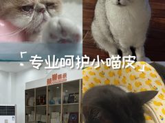 -派美特宠物医院·核磁CT·骨科肿瘤·疑难转诊(沈农禾丰店)