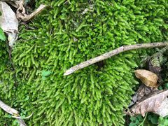 -怀托摩萤火虫洞