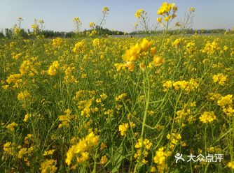 今天打卡了油菜花基地  终于赶上了花期的尾巴