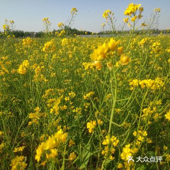 今天打卡了油菜花基地  终于赶上了花期的尾巴
