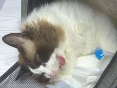 -纳吉亚猫专科动物医院·北北分院