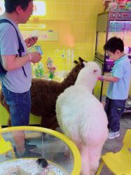 -神奇动物撸宠馆·羊驼·小浣熊·异宠(豫园店)