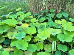 -泗洪洪泽湖湿地景区
