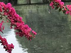 -靖西鹅泉风景区