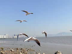 -深圳湾公园(南山区)