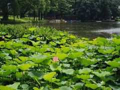 -荔湾湖公园