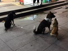 -贺记蛋烘糕(文庙西街店)