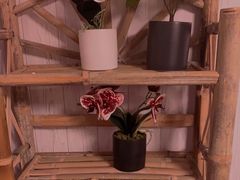 -壹迦桌游·血染钟楼剧本杀狼人杀