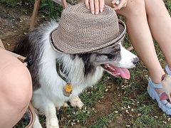 -爪吧宠物乐园 (温榆河示范区店)