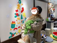 -逗柴咖啡屋·狗咖猫咖宠物桌游