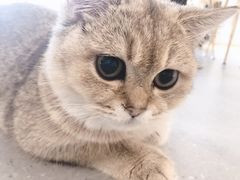 -飞行喵MR PILOT|猫舍·猫咖(静安大融城店)