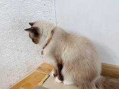 -猫在这儿猫咪咖啡馆·撸猫馆