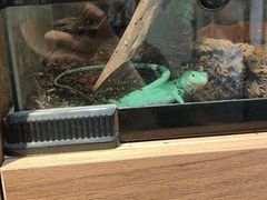 -酷以爬仙阁实体爬宠店·守宫·蜥蜴·专业繁育