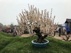 -香雪海