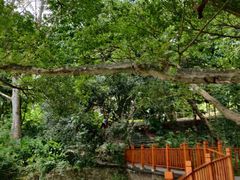 -广西壮族自治区药用植物园