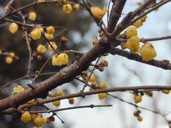 -无锡梅园公园
