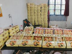 -南汇水蜜桃采摘(大团店)