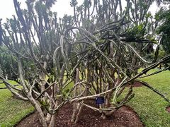 -中国科学院西双版纳热带植物园