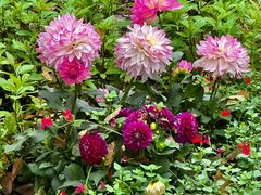 -上海共青森林公园