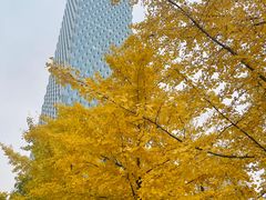 -大望京公园