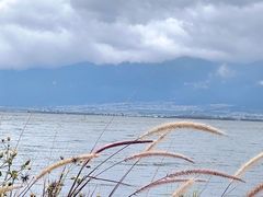 -洱海月湿地公园