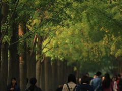 -三里屯东五街银杏大道
