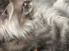 -楼上猫咖(罗湖店)