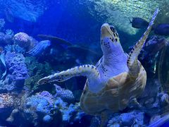 -上海海洋水族馆