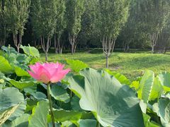 -莲花池公园