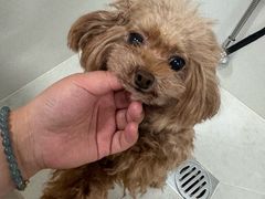 -帕帕拉兹宠物(亚洲旗舰店)