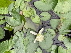 -华南国家植物园-售票处