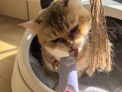 -唐小姐の私宠·宠物洗护美容·撸猫馆·购宠(周浦万达旗舰店)