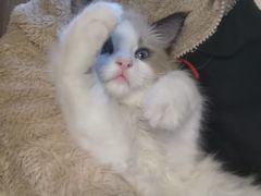 -李小姐の猫咖啡馆(五角场店)