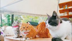 -萌宠亲子动物乐园(槐房万达店)