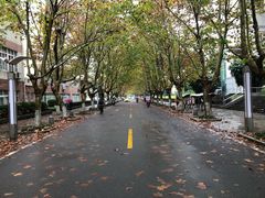 梧桐大道-四川农业大学(雅安校区)