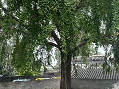 -自如ZSPACE四合院艺术餐厅