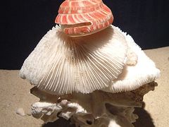 -亚龙湾中心广场·贝壳馆