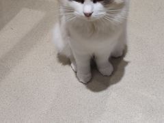 -藏猫猫咖啡主题馆(中央大道店)