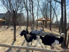 -大连森林动物园