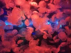 -海合安青岛极地海洋公园