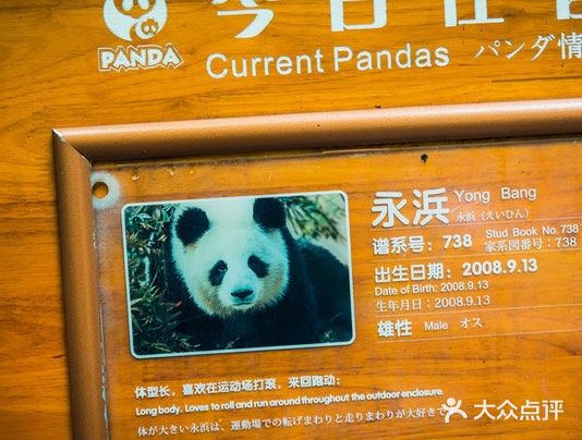 熊猫基地游玩攻略～可爱的大熊猫🐼