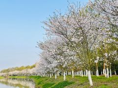 -上海海湾国家森林公园