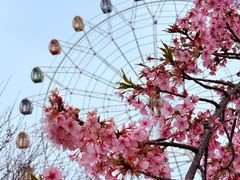 -金卉庄园