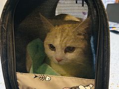 -宠爱国际动物医院·消化内科·心肾内科·ISFM猫友好(望京店)