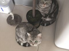 -平行世界·猫咖(首经贸店)