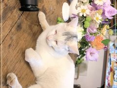 -知物癖(牛王庙店)
