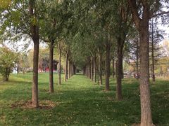 -武清南湖绿博园