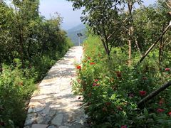 -北京西山国家森林公园