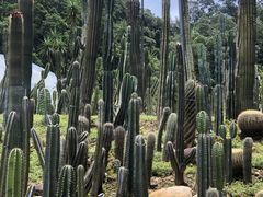 -深圳仙湖植物园